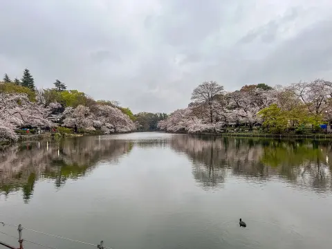 井の頭恩賜公園